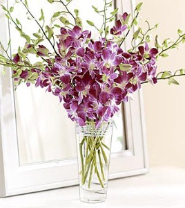 purorchid+jpg