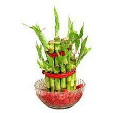 Dracaena braunii Feng shui- Lucky bamboo